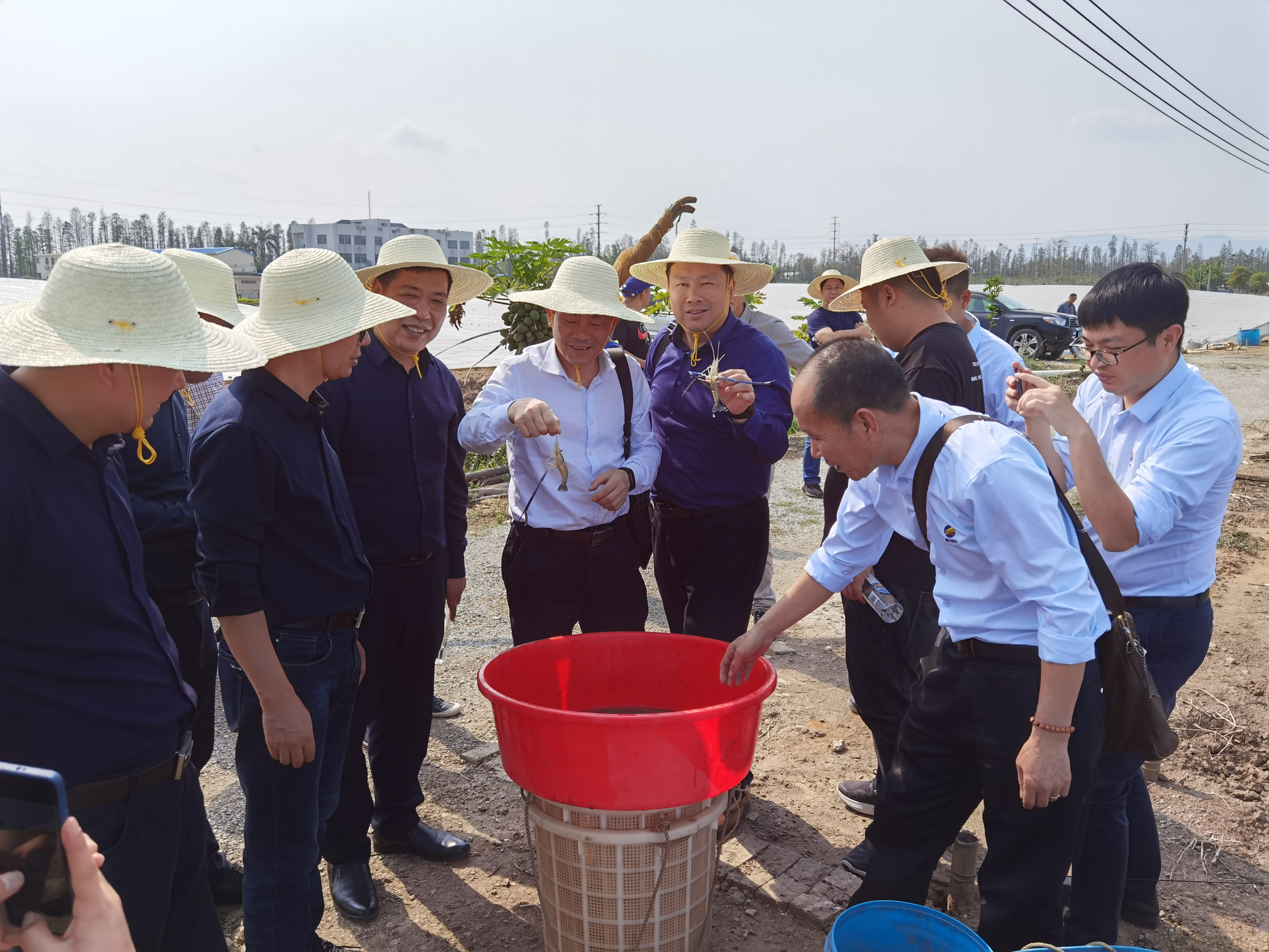 澳门与广东省枇杷基地的苗木交流，历史、现状与未来